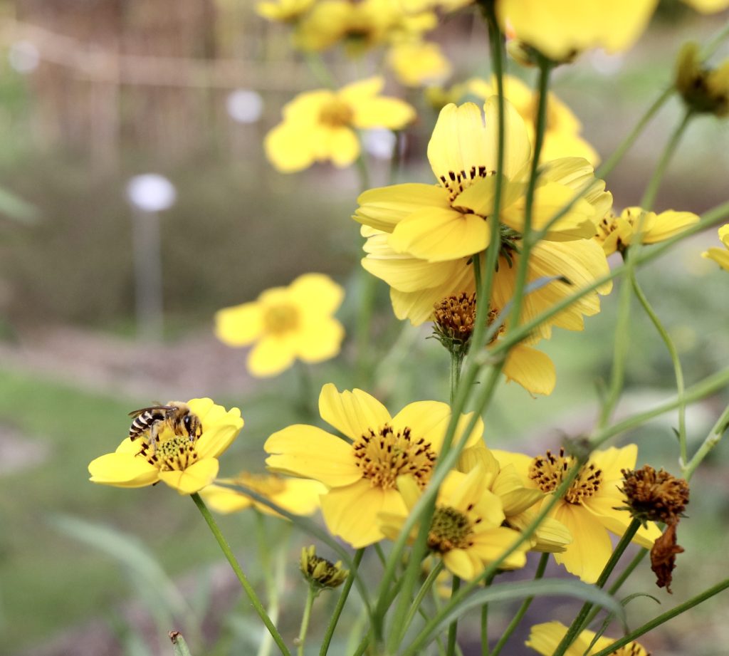 Abeille butinant une fleur jaune, photographe Virginie Lechene