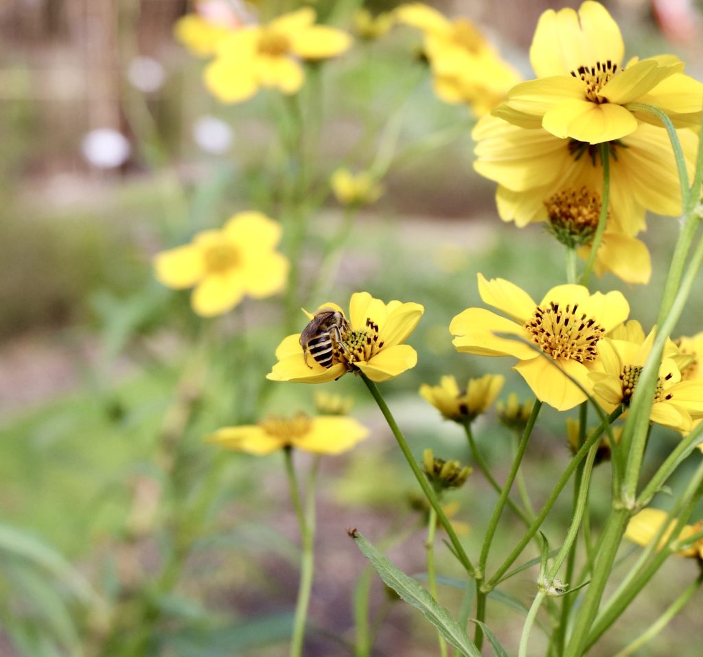 Abeille sur fleur jaune - Virginie Lechene
