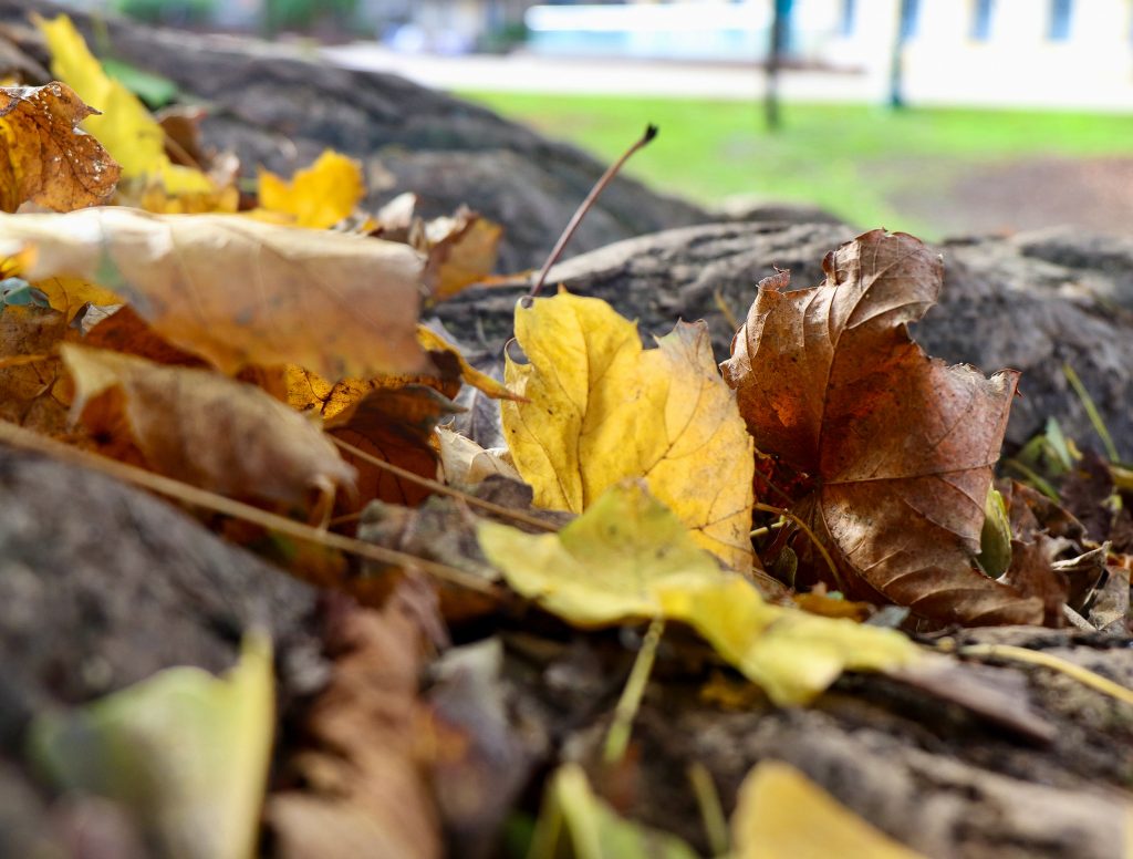 Feuilles dorées d'automne à Bordeaux, photographe Virginie Lechene