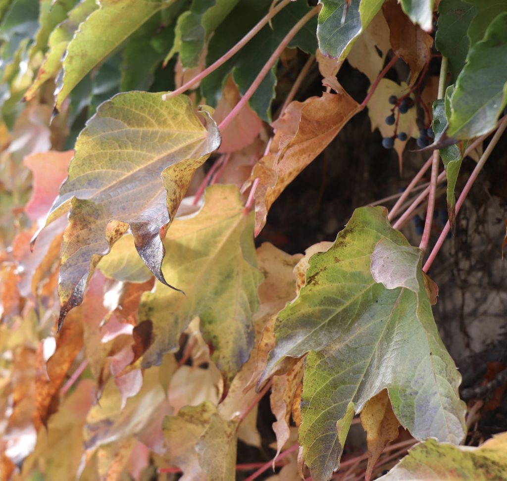 Un jour d'automne à Bordeaux.